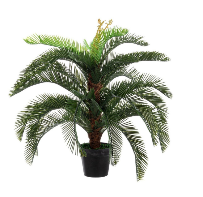 Pianta Palmas Cycas Bizzotto