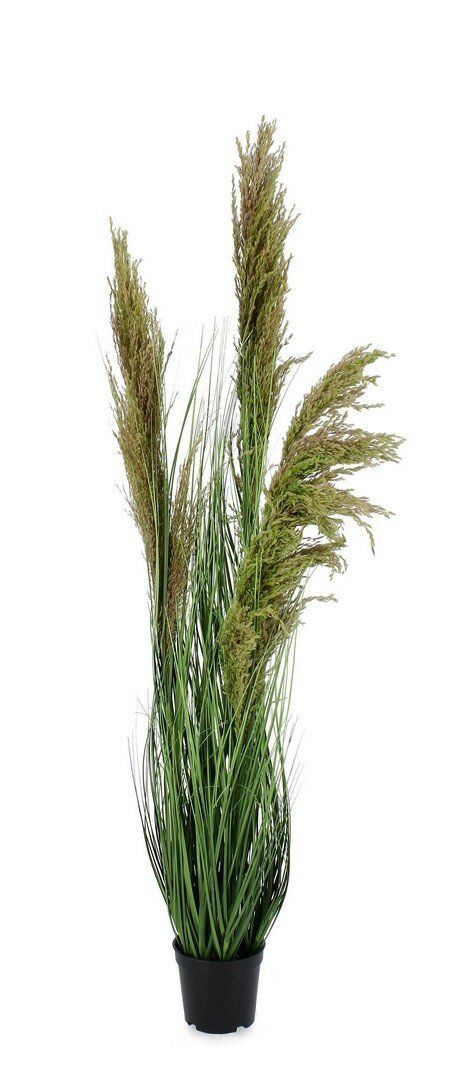 Pianta Carine Pampas 96,5 cm Bizzotto