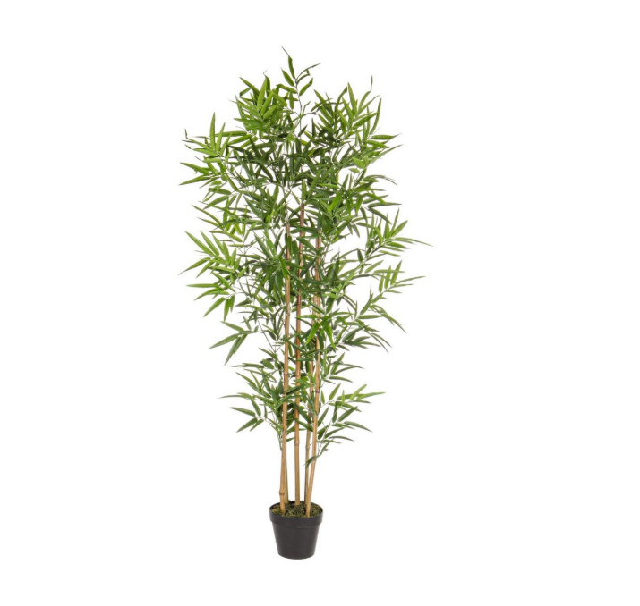 Pianta Bamboo con vaso Bizzotto
