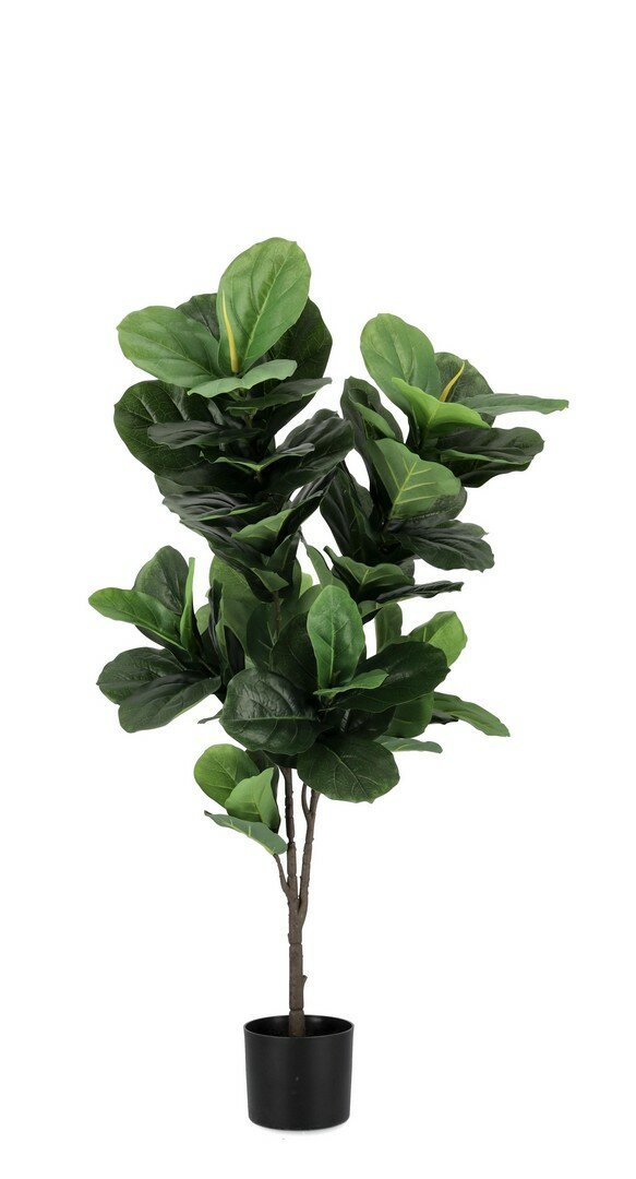 Pianta Fico Lyrata Bizzotto