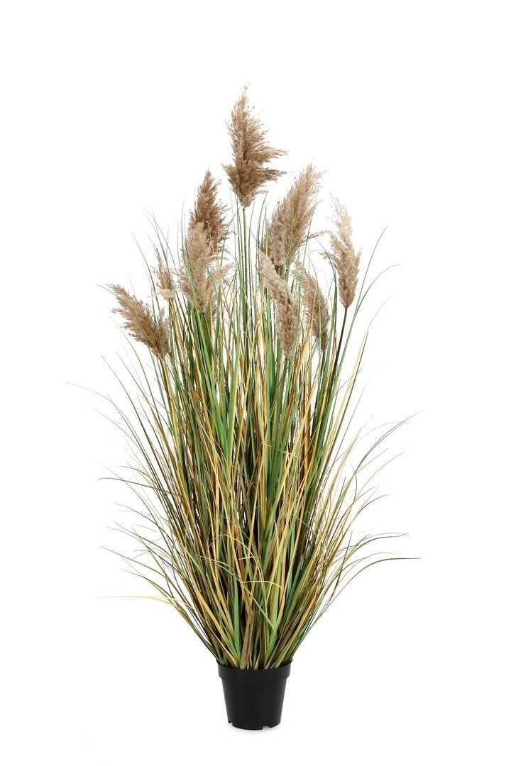 Pianta Gynerium Pampas 150 cm Bizzotto