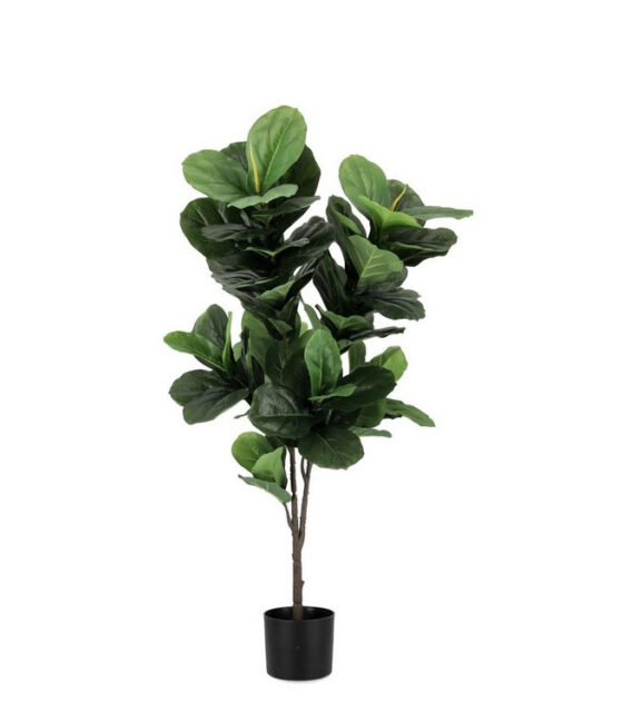 Bizzotto Pianta Ficus Lyrata C-VASO